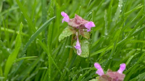 Violet nettle flowers after rain Video stock 63287203