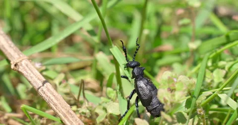 Violet Oil Beetle bug, eating green grass. Stock Footage 161943047