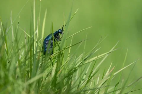 Violet oil beetle Stock Photos