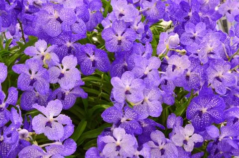 Violet orchid background 스톡 사진