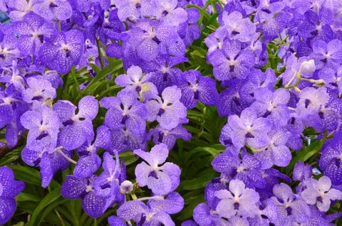 Violet orchid background 스톡 사진