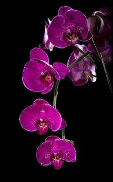 Violet orchid on a black background Stock Photos
