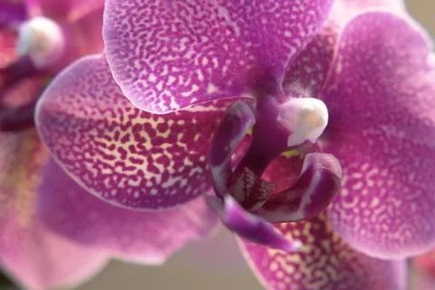 Violet orchid closeup Stock Photos