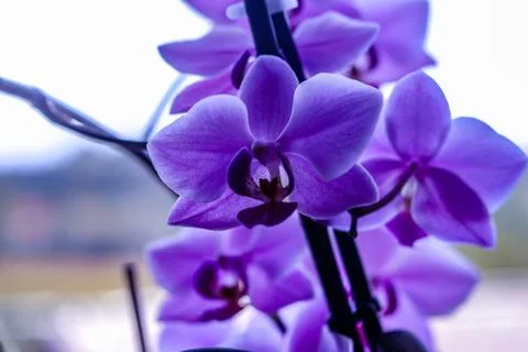 Violet Orchid Flower Stock Photos
