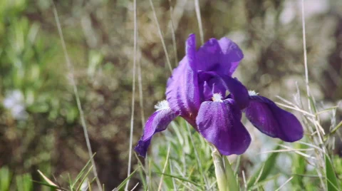 Violet orchid 库存影片 661592