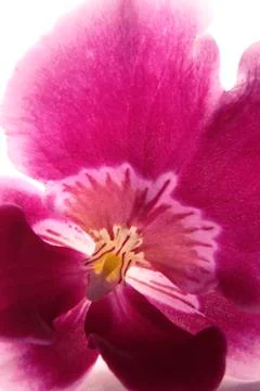 Violet orchid Stock Photos