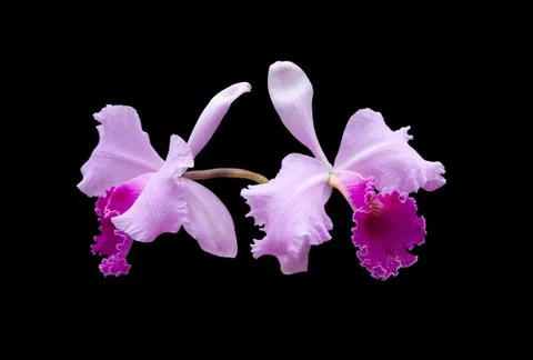 Violet orchid Foto stock