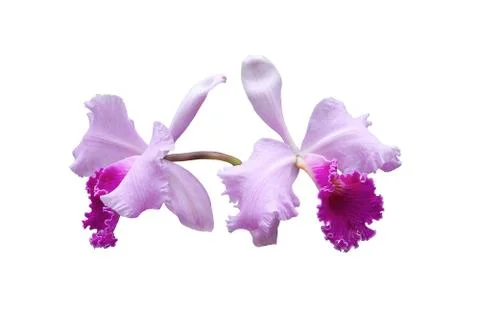 Violet orchid Stock Photos