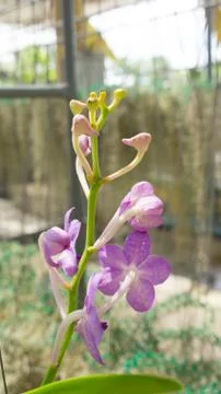 Violet orchid Stock Photos