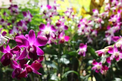Violet orchid Stock Photos