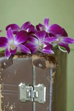 Violet orchid Stock Photos