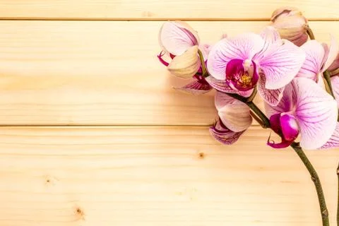 Violet orchid Foto stock