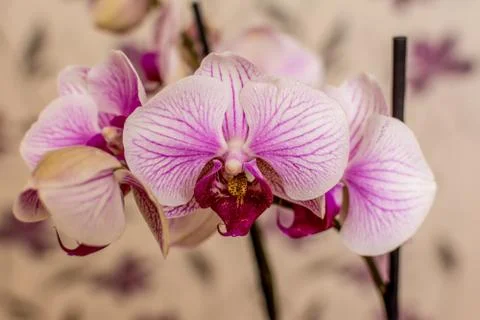Violet orchid Stock Photos