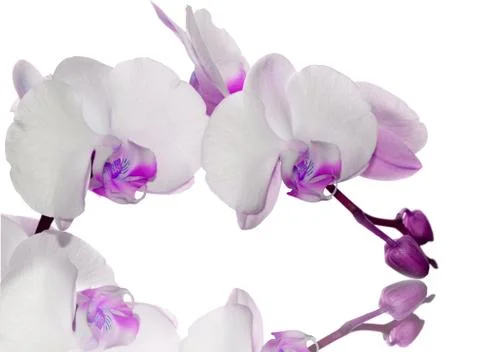 Violet orchid 스톡 사진