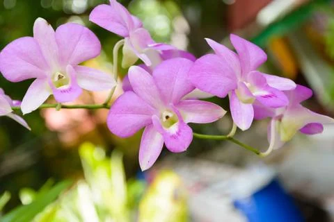 Violet orchid Stock Photos