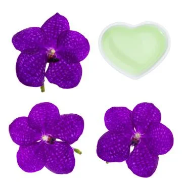 Violet orchid Stock Photos