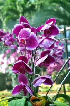 Violet orchid Stock Photos