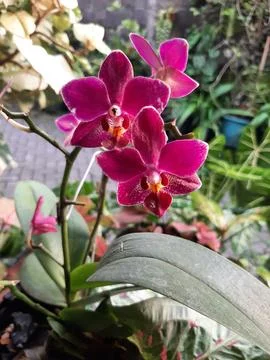 Violet Orchid Stock Photos