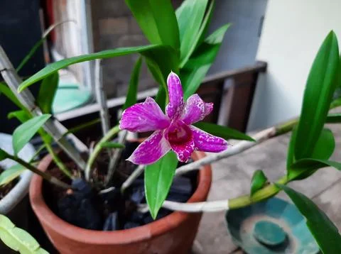Violet Orchid Stock Photos