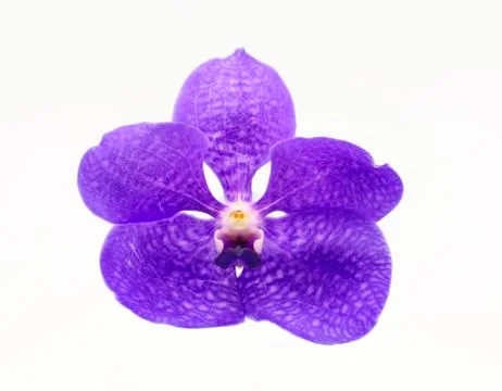 Violet orchid on white 写真素材