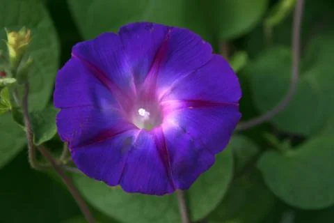 Violet over Green Stock Photos