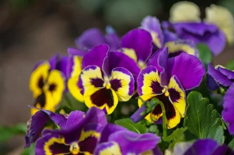 Violet pansies Stock Photos