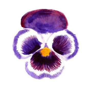Violet pansy flower Stock Illustration
