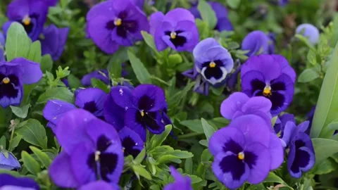 Violet Pansy flowers background in bloom, Viola wittrockiana close up Stock Footage 336638861