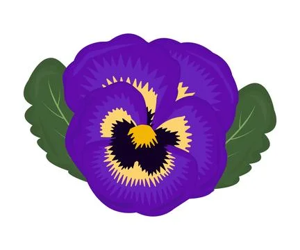 Violet pansy with leaves Stock Illustration