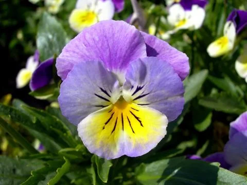 Violet pansy Stock Photos