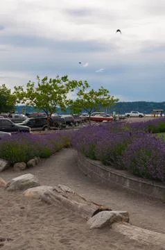 Violet Path Stock Photos