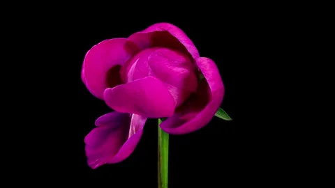 Violet Peony Open Flower in Time Lapse on a Black Background. Wedding Conce.. Stock Footage 344316980