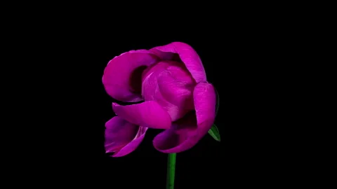 Violet Peony Open Flower in Time Lapse on a Black Background. Wedding Conce.. 動画素材 346534694