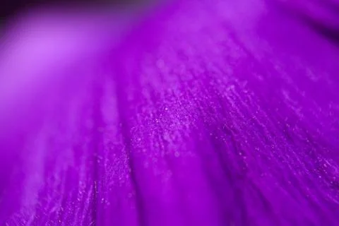 Violet petal background Stock Photos