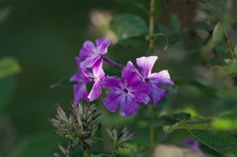 Violet 스톡 사진