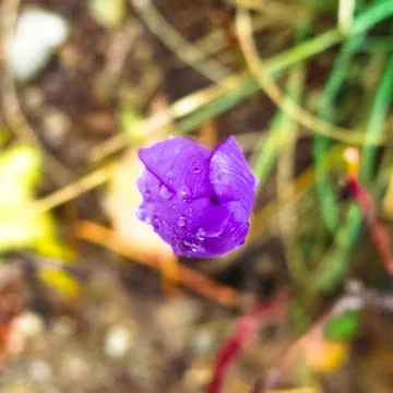 Violet. Stock Photos