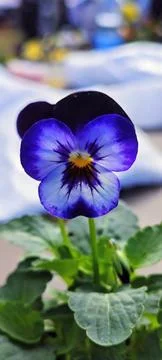 Violet 스톡 사진