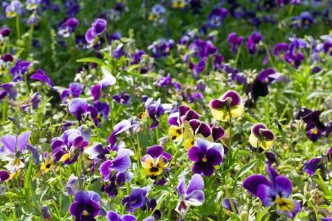 Violet plant Stock Photos