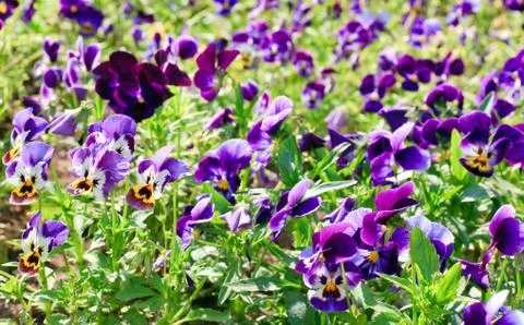 Violet plant Stock Photos