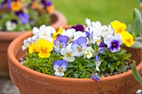 Violet planters Stock Photos