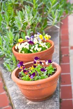 Violet planters Stock Photos