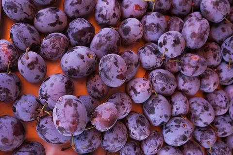 Violet plums Foto stock