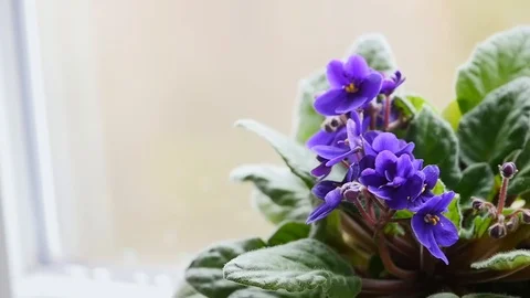 Violet in the pot Stock Footage 87186406