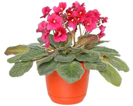 Violet in a pot isolated Stock Photos