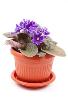 Violet in the pot Stock Photos