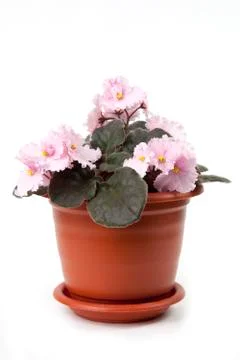 Violet in the pot Stock Photos