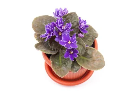 Violet in the pot Stock Photos