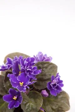 Violet in the pot Stock Photos