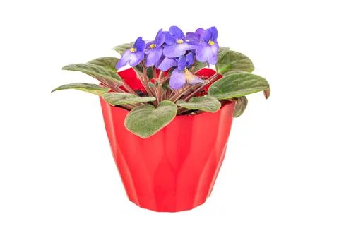 Violet in pot Stock Photos