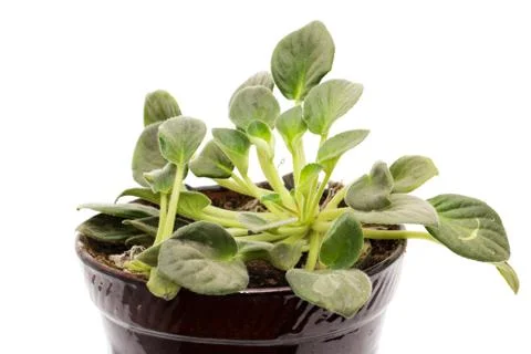 Violet in a pot on a white background Stock Photos